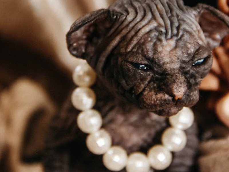 Born Bold Sphynx kitten wearing a pearl necklace, showcasing the playful personality and confidence of our ethically raised kittens.