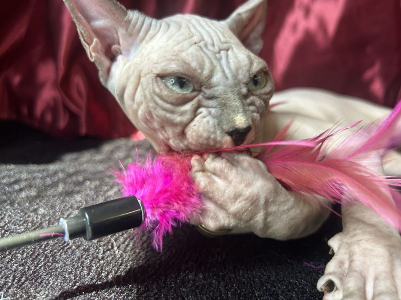 Born Bold Sphynx kitten playing with a feather wand toy during early socialisation and enrichment.