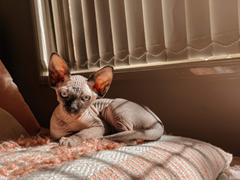Born Bold Sphynx kitten relaxing on a bed after a day of play and early socialisation.