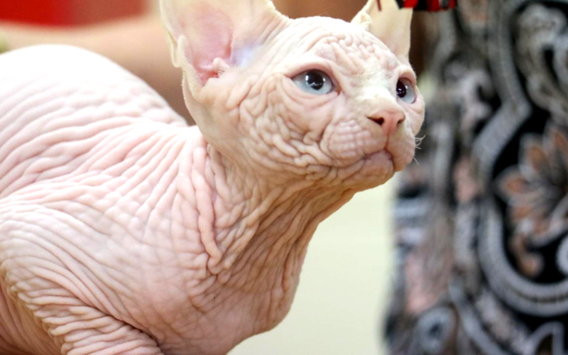 Award-winning Sphynx kitten from Born Bold Cats in Australia.